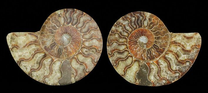 Cut & Polished Ammonite Fossil - Agatized #69012
